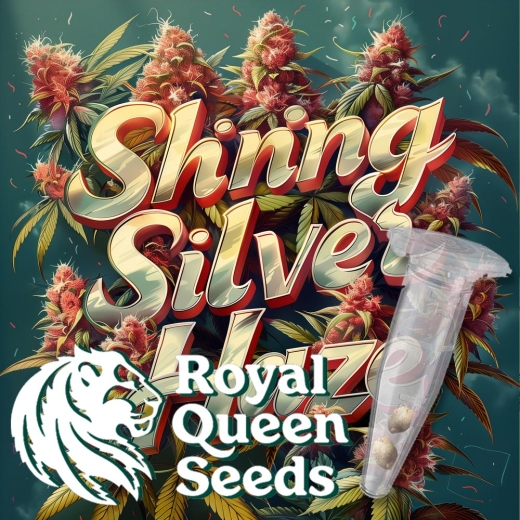 Shining Silver Haze Photo Seeds (Photoperiodic Sativa)